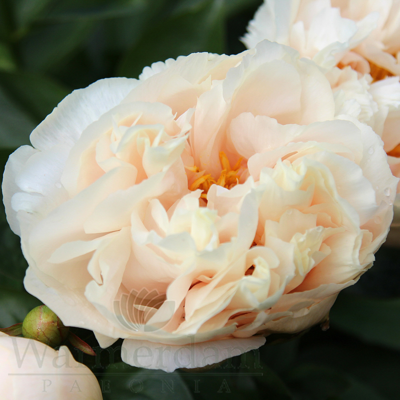 Just Peachy | Warmerdam Paeonia